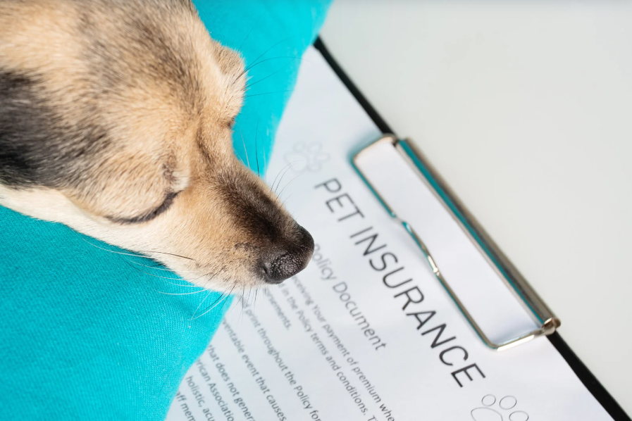 Can Your Insurance Company Deny a Claim for a Pet Incident?
